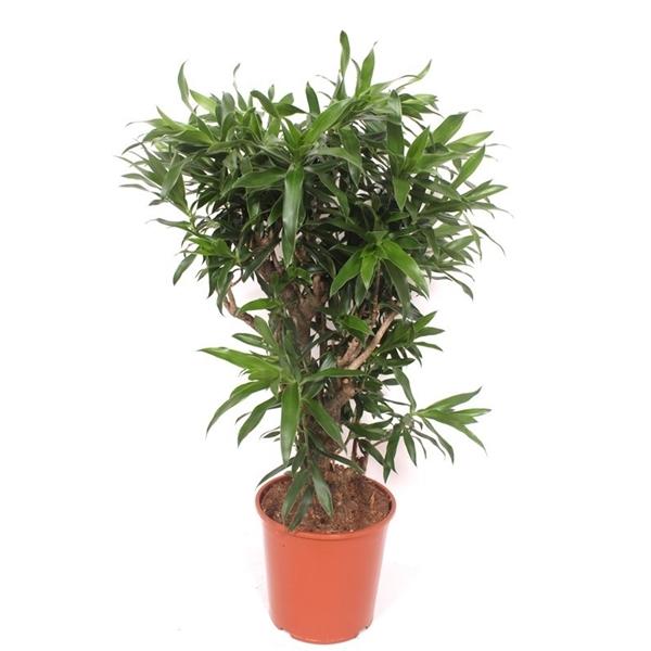 Горшечные цветы и растения оптом Drac Reflexa от 1шт из Голландии с доставкой по России