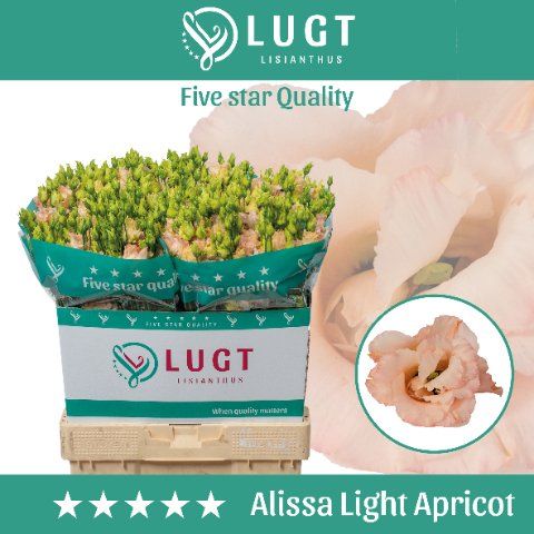 Срезанные цветы оптом Lisianthus do alissa light apricot от 140шт.. из Голландии с доставкой по России