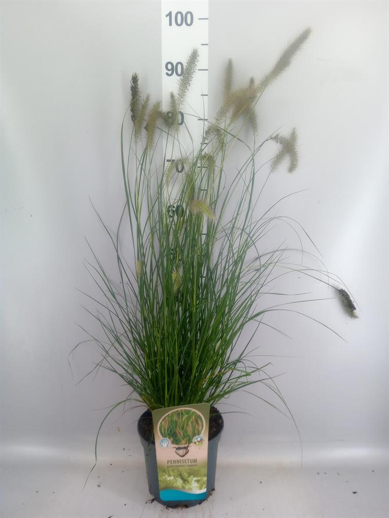 Горшечные цветы и растения оптом Pennisetum Alopec. hameln от 1шт из Голландии с доставкой по России