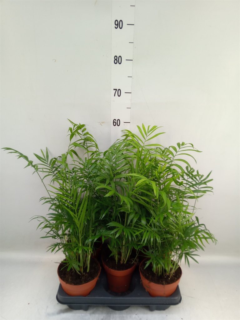 Горшечные цветы и растения оптом Chamaedorea Elegans от 5шт' из Голландии с доставкой по России