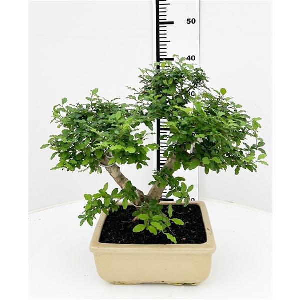 Горшечные цветы и растения оптом Bonsai Ligustrum Sinense, от 1шт из Голландии с доставкой по России
