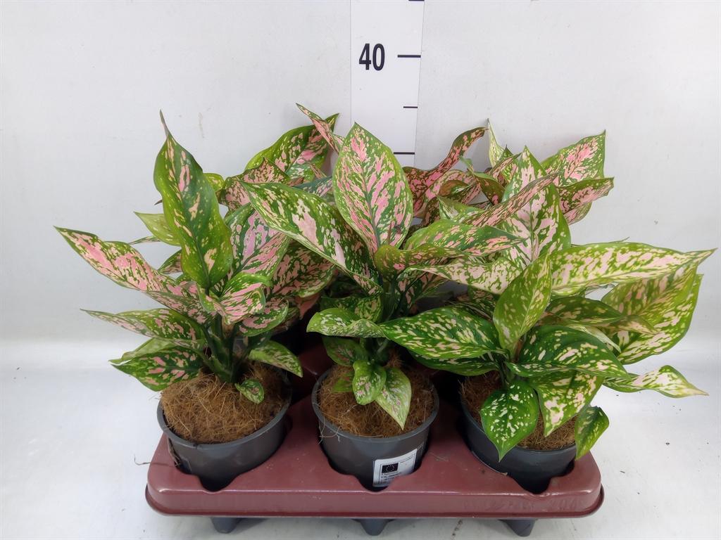 Горшечные цветы и растения оптом Aglaonema Pink от 6шт из Голландии с доставкой по России