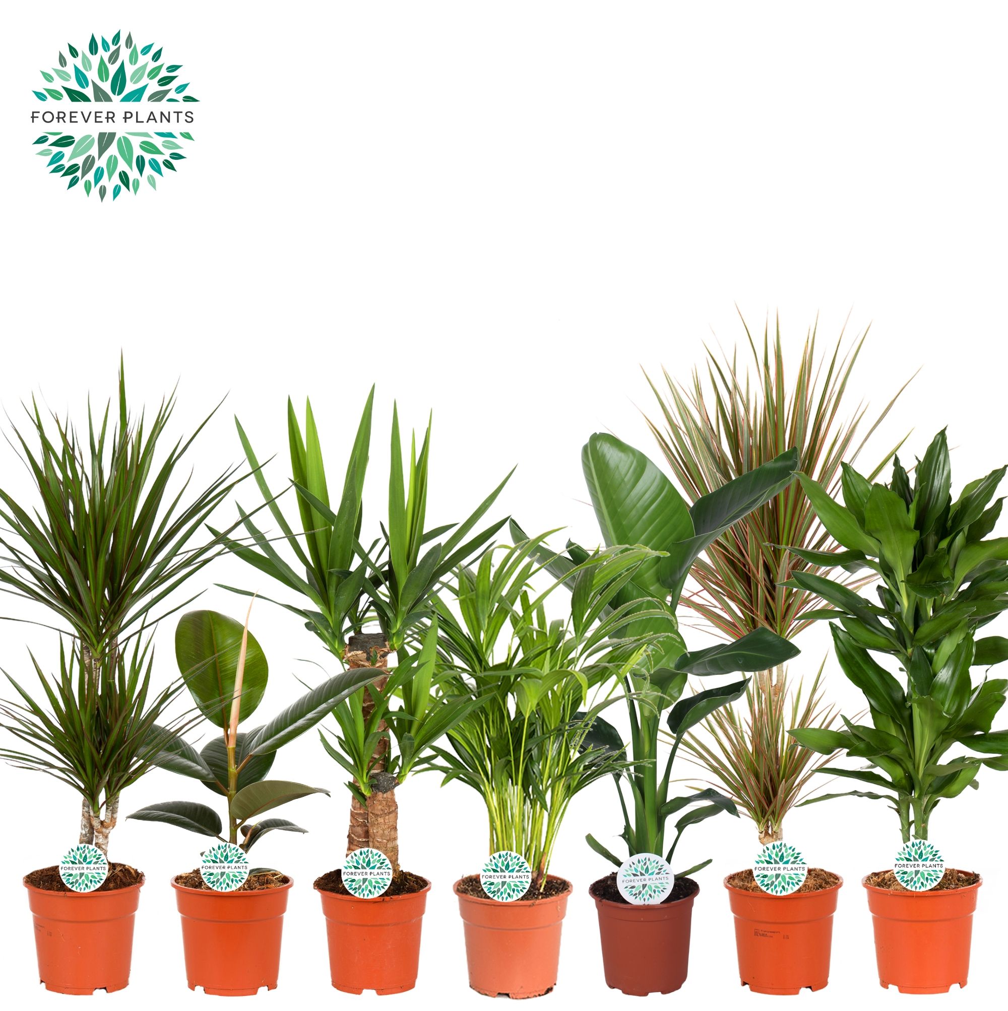 Горшечные цветы и растения оптом Groen Mix Kamerplanten от 1шт из Голландии с доставкой по России