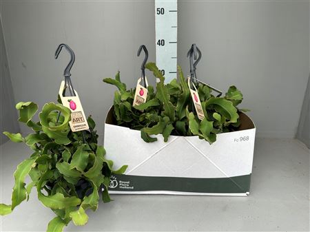 Горшечные цветы и растения оптом Epiphyll Guat Monstr от 4шт из Голландии с доставкой по России