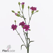 Срезанные цветы оптом Dianthus sp star fruity tessino от 60шт из Голландии с доставкой по России