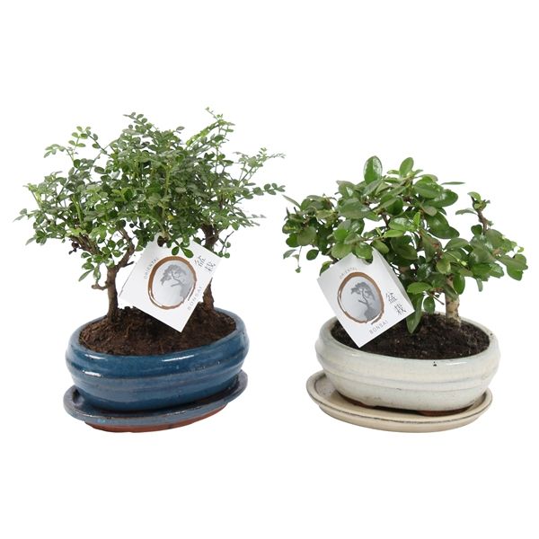 Горшечные цветы и растения оптом Bonsai Mix Forest In Ceramic With Saucer от 8шт из Голландии с доставкой по России