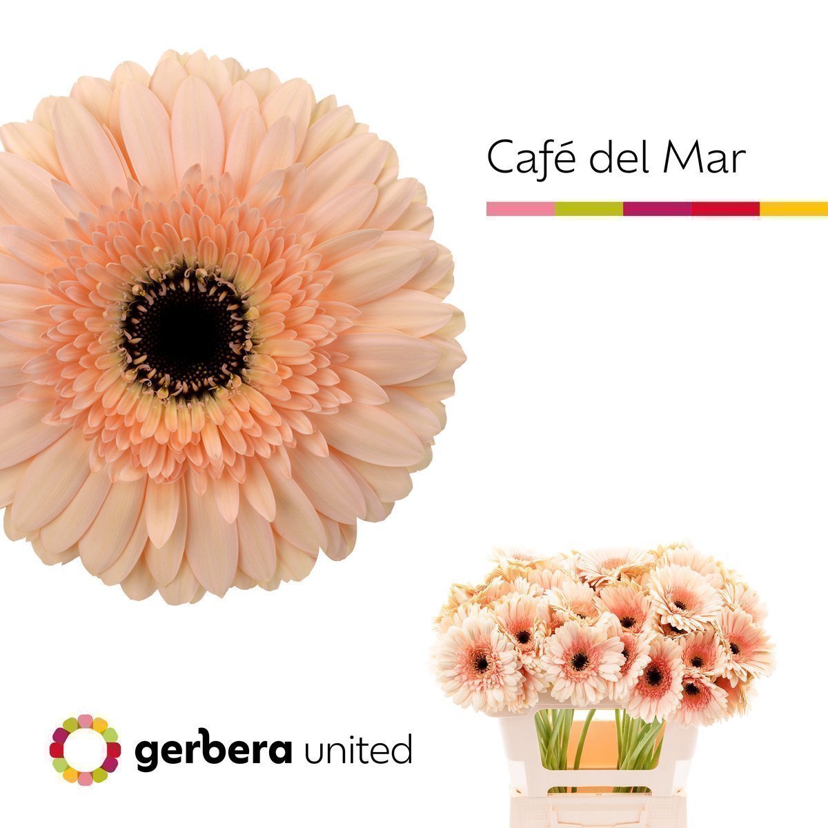 Срезанные цветы оптом Gerbera cafe del mar A от 50шт из Голландии с доставкой по России