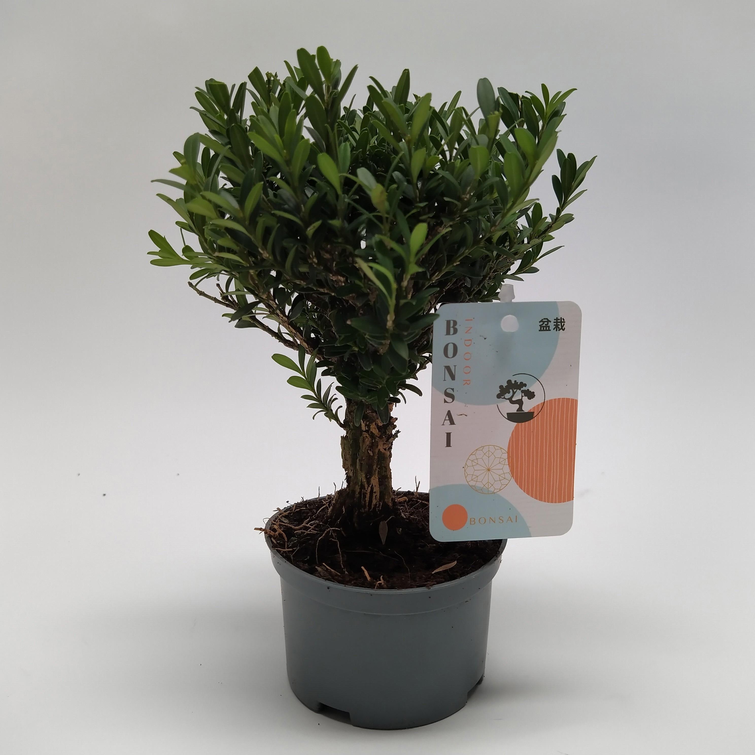 Горшечные цветы и растения оптом Buxus Bonsai Teeltpot 10 Cm от 8шт из Голландии с доставкой по России