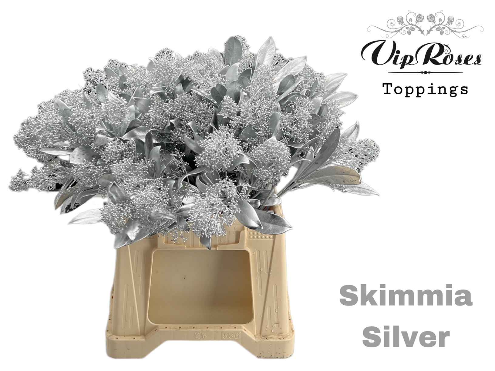 Срезанные цветы оптом Skimmia paint silver от 10шт из Голландии с доставкой по России