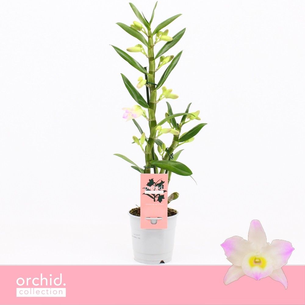 Горшечные цветы и растения оптом Dendr Nob 1st Kumiko Orchid Collection от 10шт из Голландии с доставкой по России