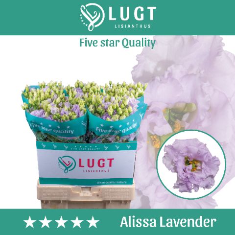 Срезанные цветы оптом Lisianthus do alissa lavender от 50шт из Голландии с доставкой по России