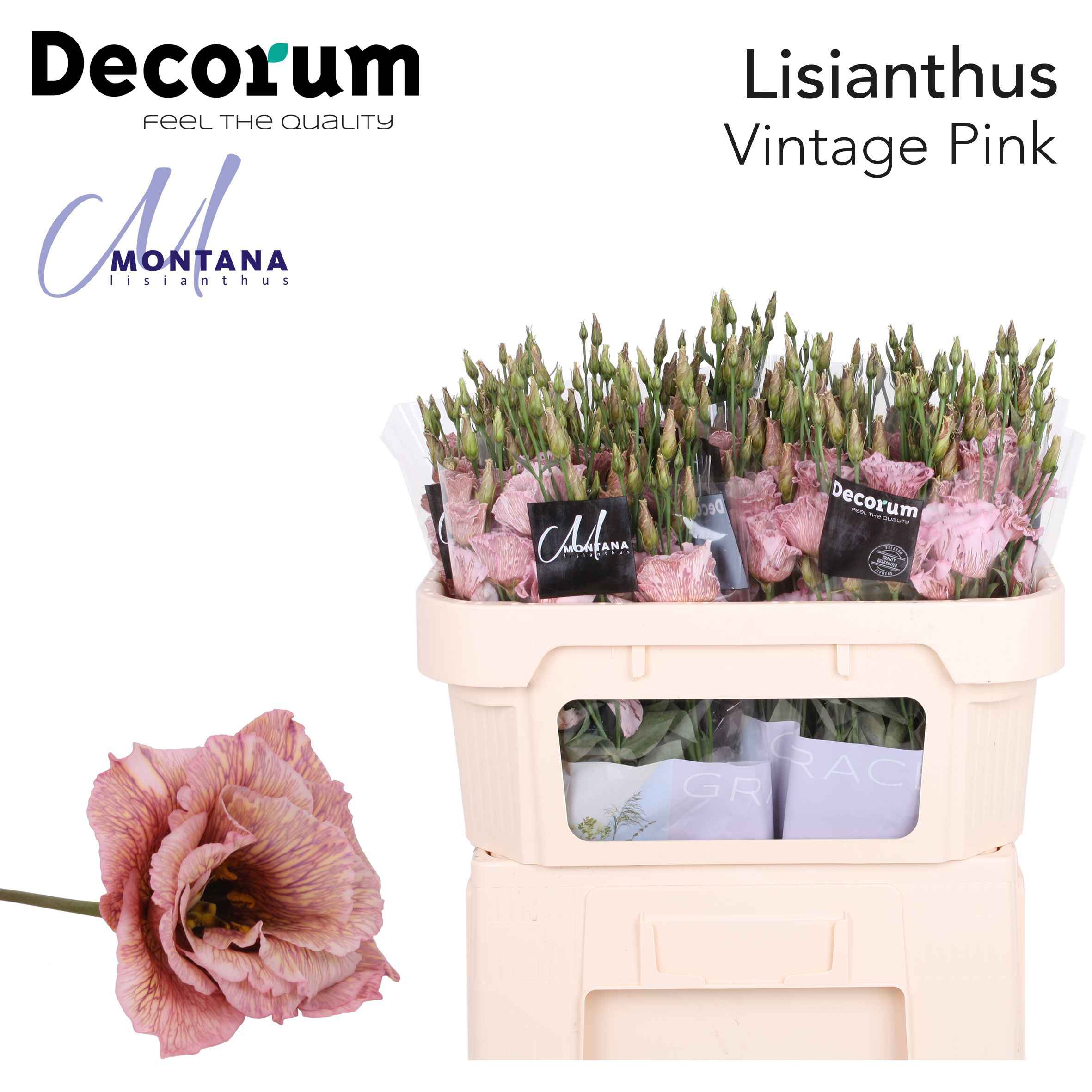 Срезанные цветы оптом Lisianthus do paint alissa vintage от 40шт из Голландии с доставкой по России