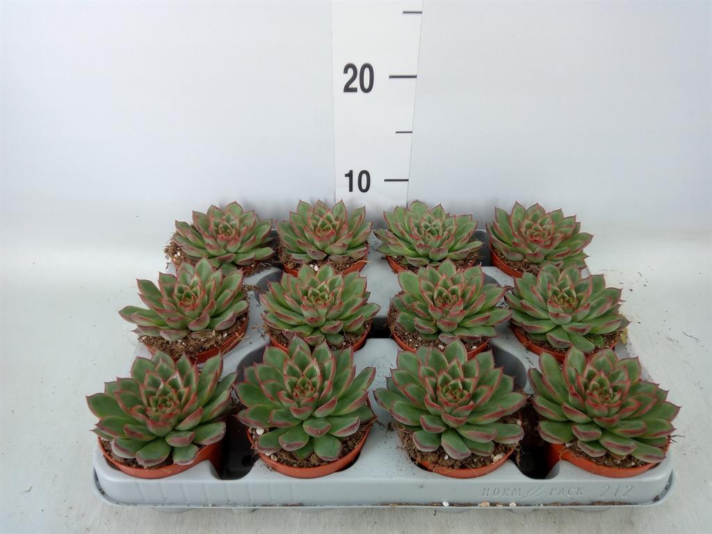 Горшечные цветы и растения оптом Echeveria   ... от 12шт (для телеги) из Голландии с доставкой по России
