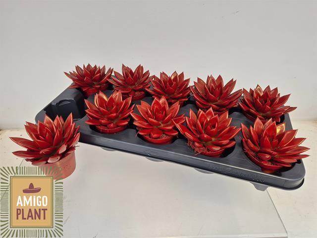 Горшечные цветы и растения оптом Echev Miranda от 10шт (для телеги) из Голландии с доставкой по России