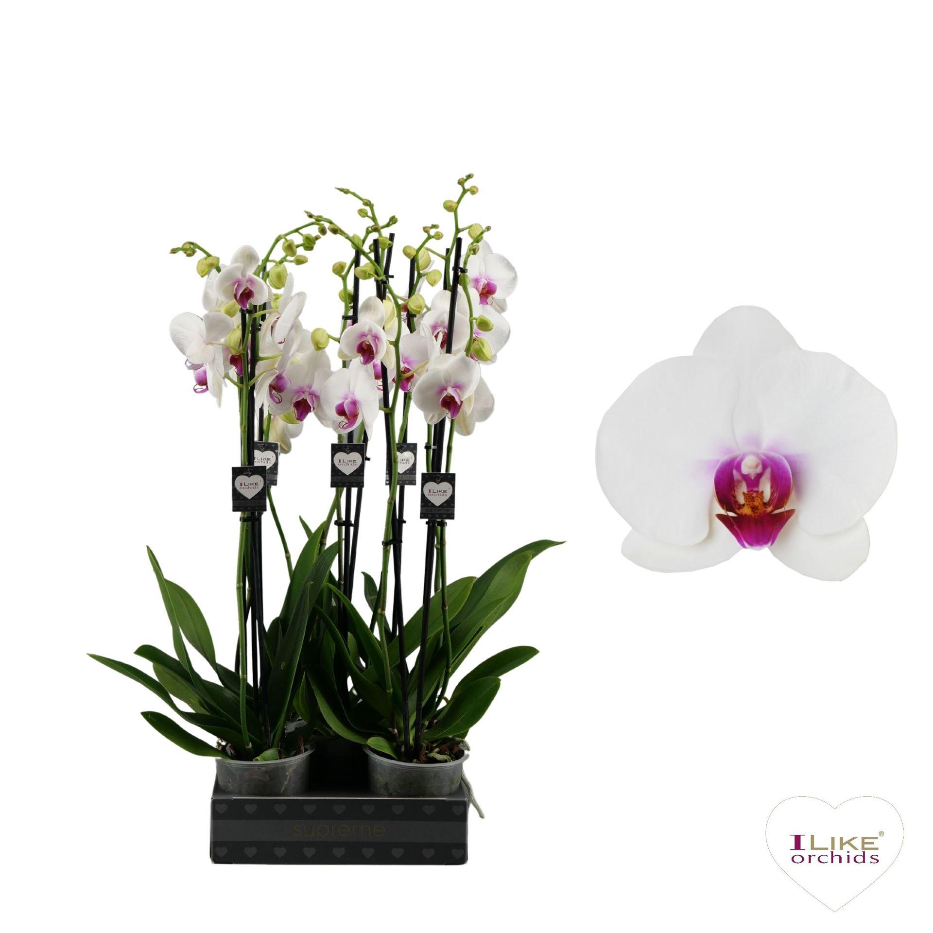 Горшечные цветы и растения оптом Phalaenopsis red Lips от 5шт из Голландии с доставкой по России