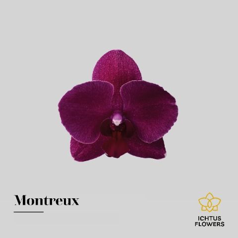 Срезанные цветы оптом Phalaenopsis montreux (per flower) от 100шт из Голландии с доставкой по России