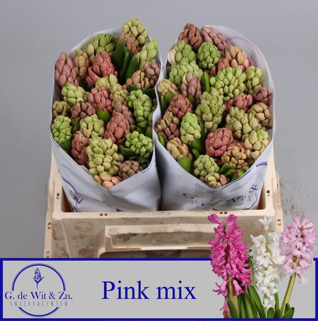 Срезанные цветы оптом Hyacinthus pink mix от 50шт из Голландии с доставкой по России