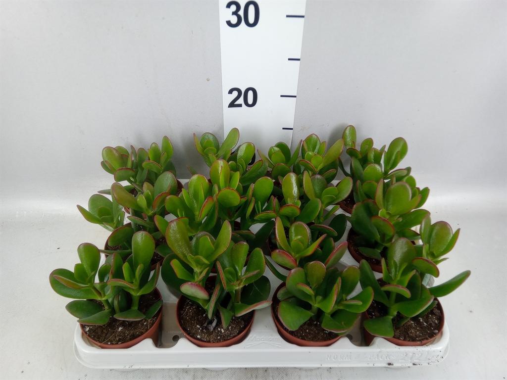 Горшечные цветы и растения оптом Crassula Ovata от 12шт (для телеги) из Голландии с доставкой по России