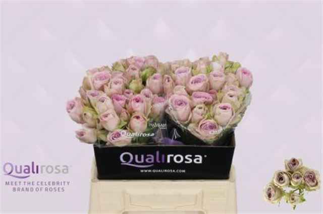 Срезанные цветы оптом Rosa sp silver lace от 30шт из Голландии с доставкой по России