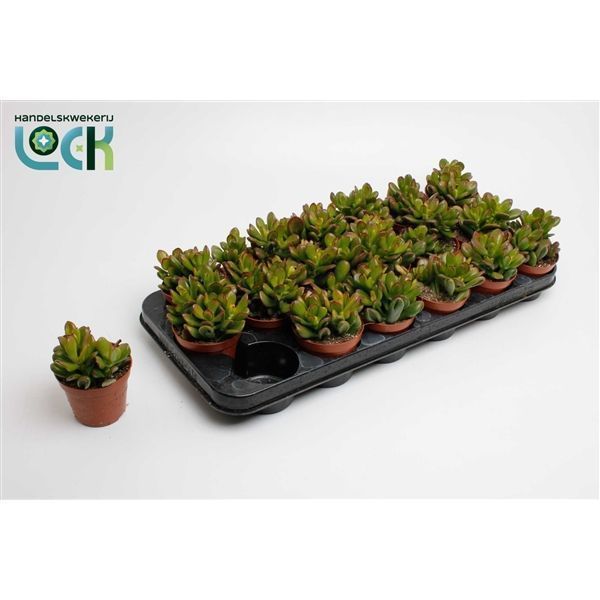 Горшечные цветы и растения оптом Crassula Horn Tree Special от 12шт из Голландии с доставкой по России