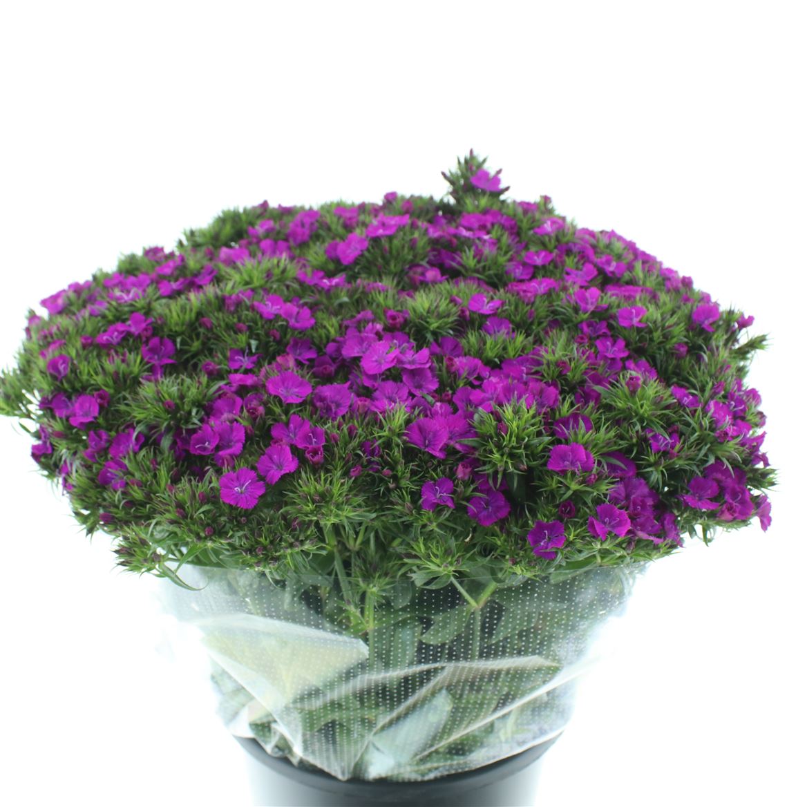 Срезанные цветы оптом Dianthus br amazon neon purple от 100шт из Голландии с доставкой по России