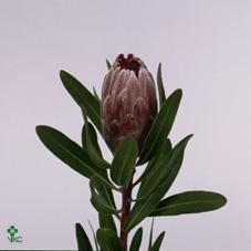 Срезанные цветы оптом Protea pink ice от 20шт. из Голландии с доставкой по России