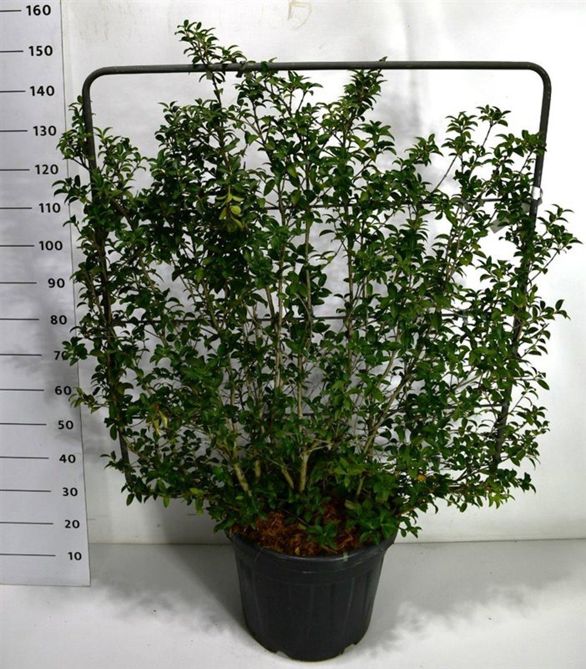 Горшечные цветы и растения оптом Osmanthus Burkwoodii On Screen от 1шт из Голландии с доставкой по России