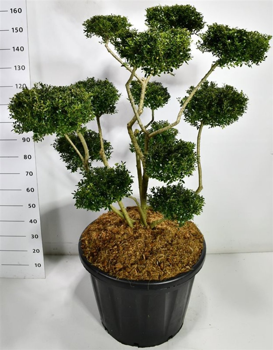 Горшечные цветы и растения оптом Ilex Crenata Fructu Luteo от 1шт из Голландии с доставкой по России