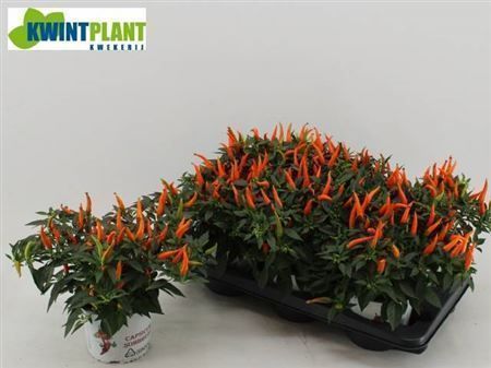 Горшечные цветы и растения оптом Caps An Santo Orange 15cm Pot от 6шт из Голландии с доставкой по России