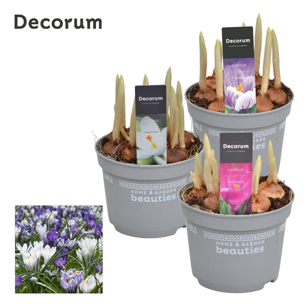 Горшечные цветы и растения оптом Crocus Mix (decorum) от 10шт из Голландии с доставкой по России