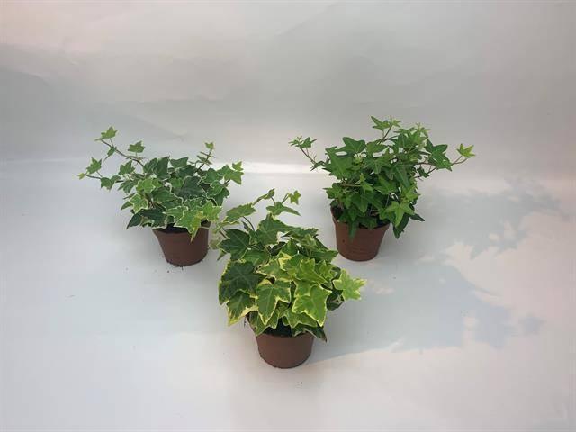 Горшечные цветы и растения оптом Hedera Hel. Mix от 18шт (для телеги) из Голландии с доставкой по России