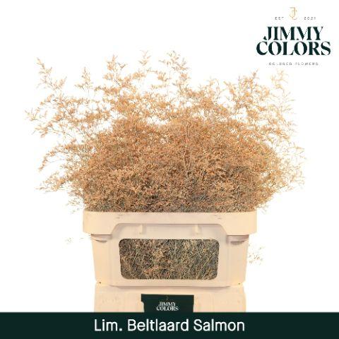 Срезанные цветы оптом Limonium beltlaard paint salmon от 25шт из Голландии с доставкой по России