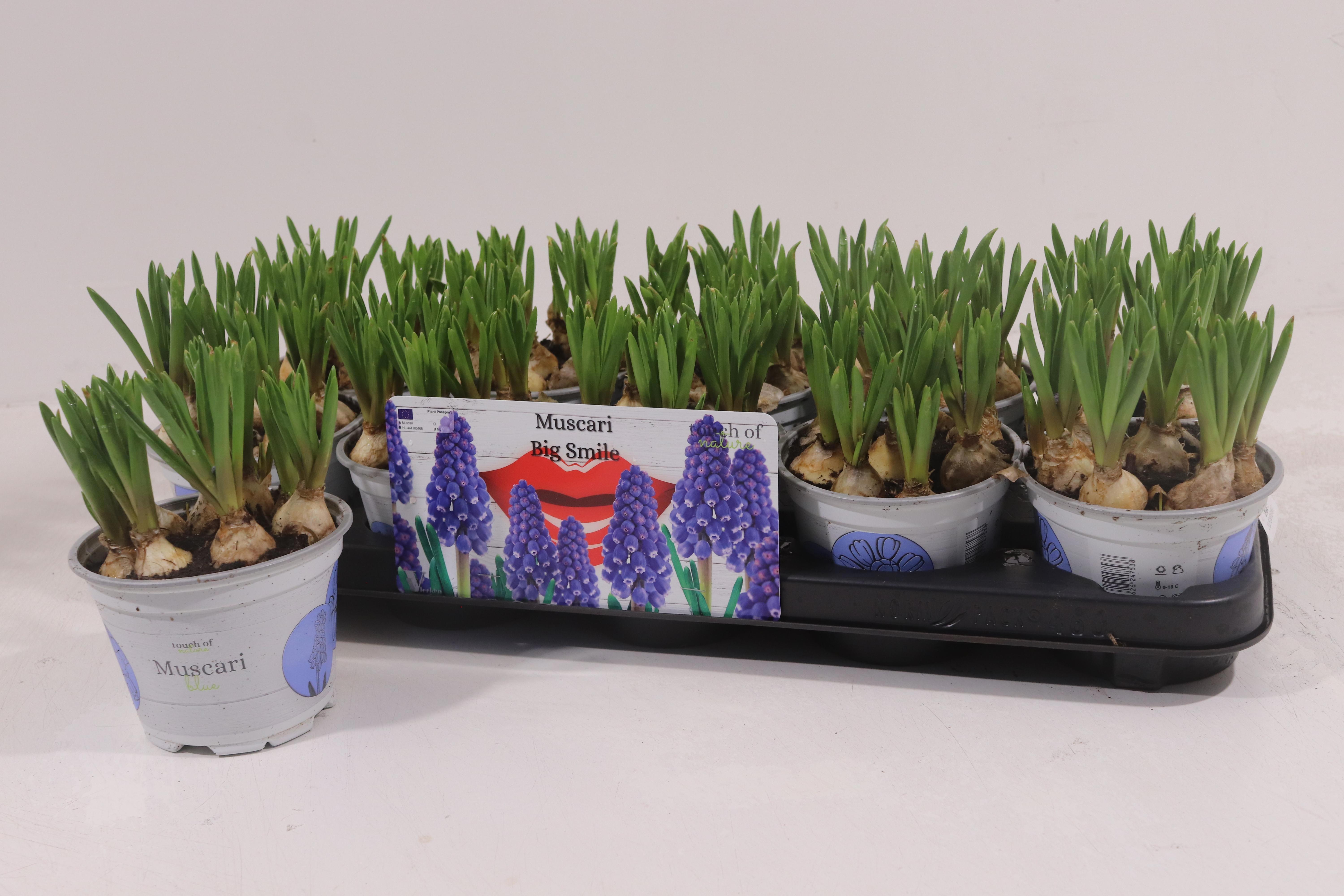 Горшечные цветы и растения оптом Muscar Big Smile от 10шт из Голландии с доставкой по России Горшечные цветы и растения оптом Muscar Big Smile от 10шт из Голландии с доставкой по России