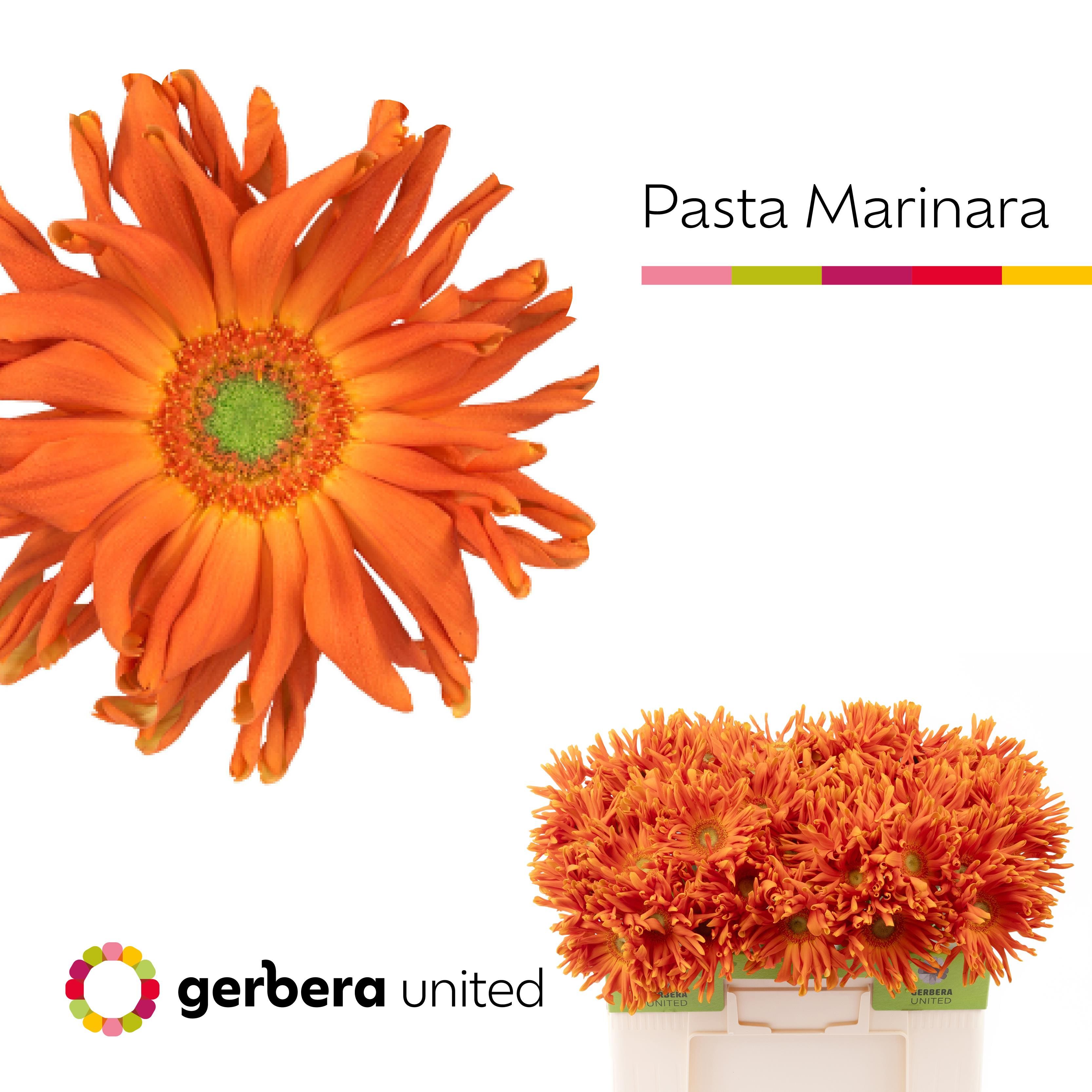 Срезанные цветы оптом Gerbera pasta marinara от 50шт из Голландии с доставкой по России