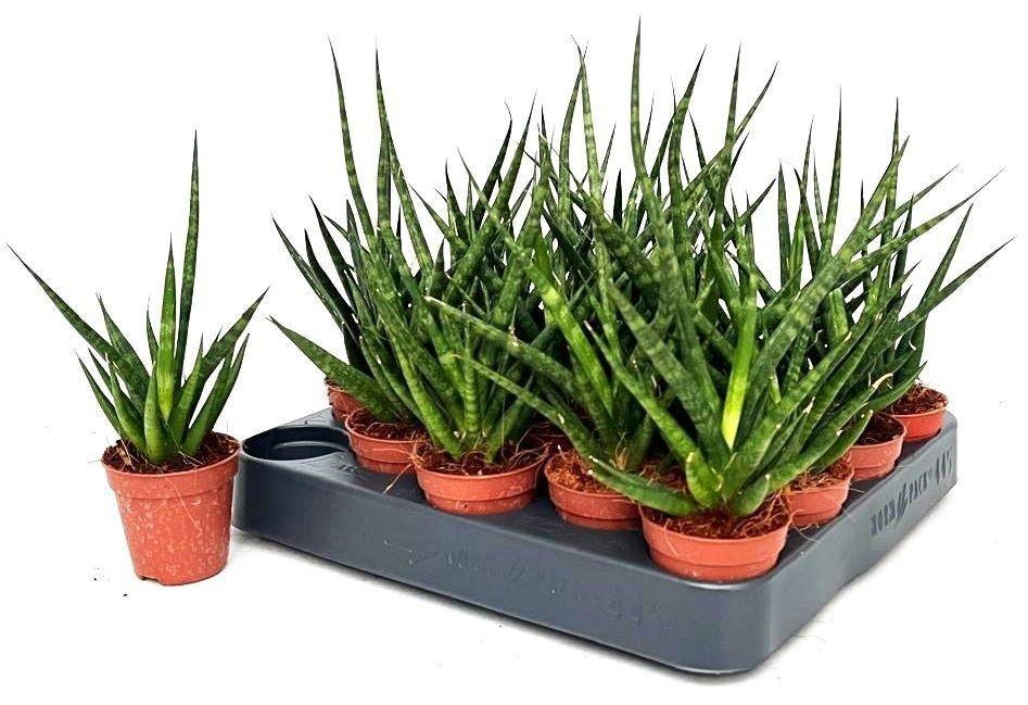 Горшечные цветы и растения оптом Sansev Ov от 20шт (для телеги) из Голландии с доставкой по России