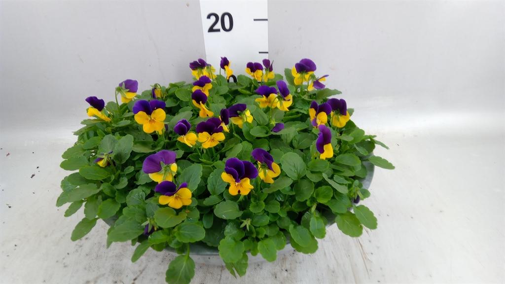 Горшечные цветы и растения оптом Viola Corn. evo Mini Lemon Purple от 1шт (для телеги) из Голландии с доставкой по России