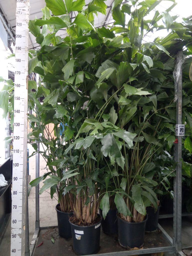 Горшечные цветы и растения оптом Caryota Mitis от 1шт из Голландии с доставкой по России