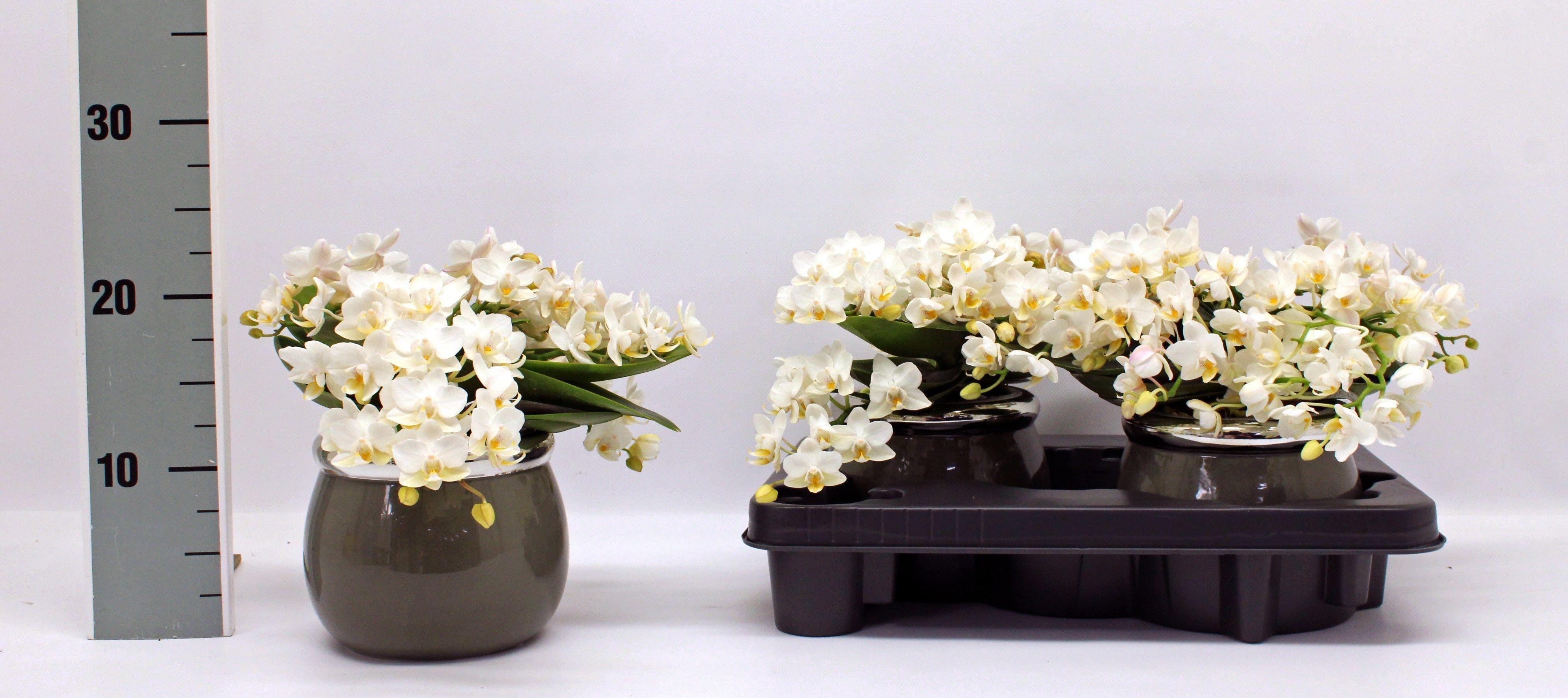 Горшечные цветы и растения оптом Phal Mf An Nazare от 2шт из Голландии с доставкой по России