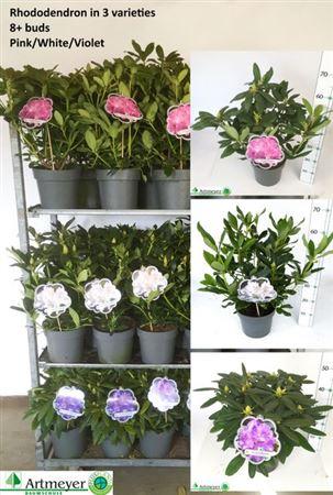 Горшечные цветы и растения оптом Rhododendron I In Soorten Outdoor от 1шт из Голландии с доставкой по России