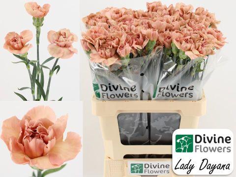 Срезанные цветы оптом Dianthus st lady dayana от 80шт из Голландии с доставкой по России