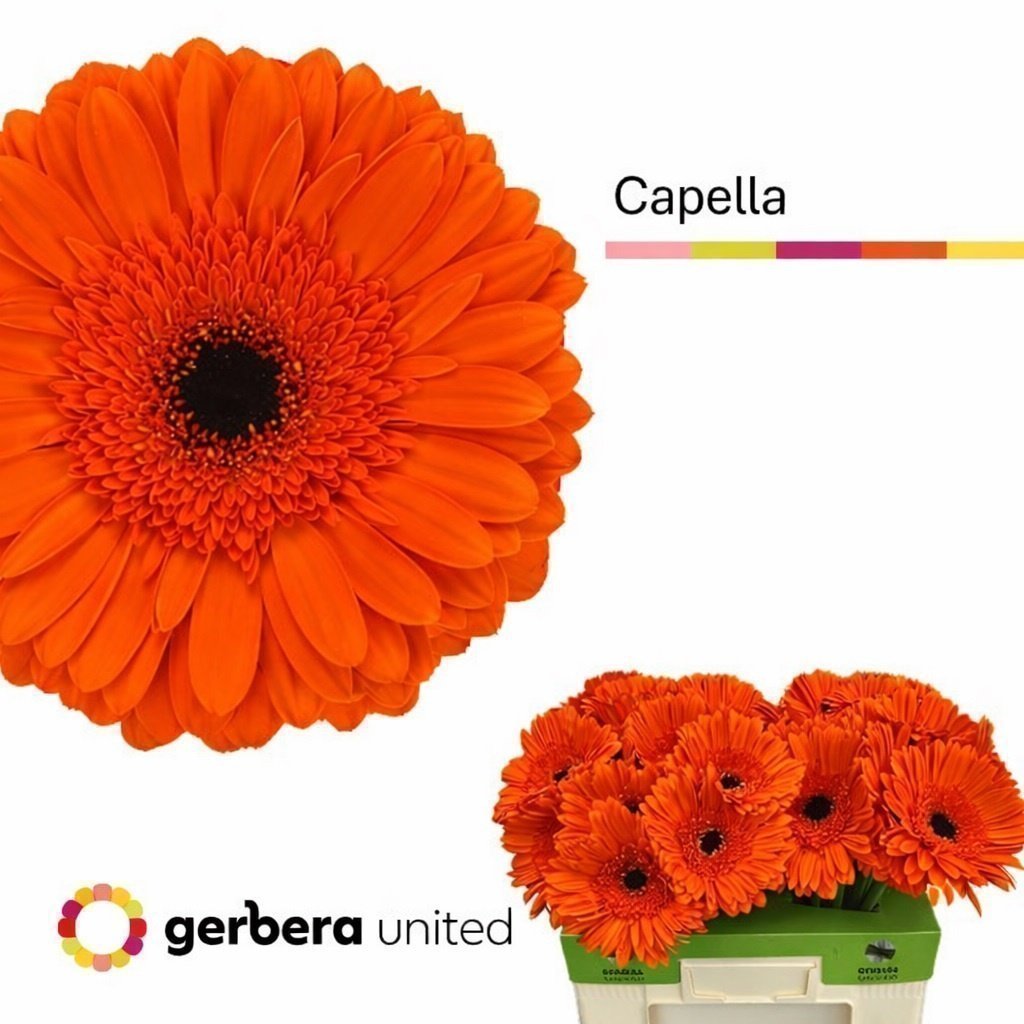 Срезанные цветы оптом Gerbera capella от 40шт. из Голландии с доставкой по России
