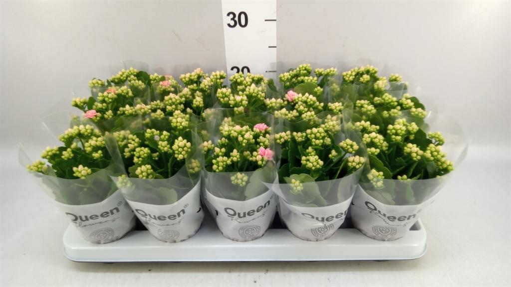 Горшечные цветы и растения оптом Kalanchoe roseflow Esme от 15шт (для телеги) из Голландии с доставкой по России