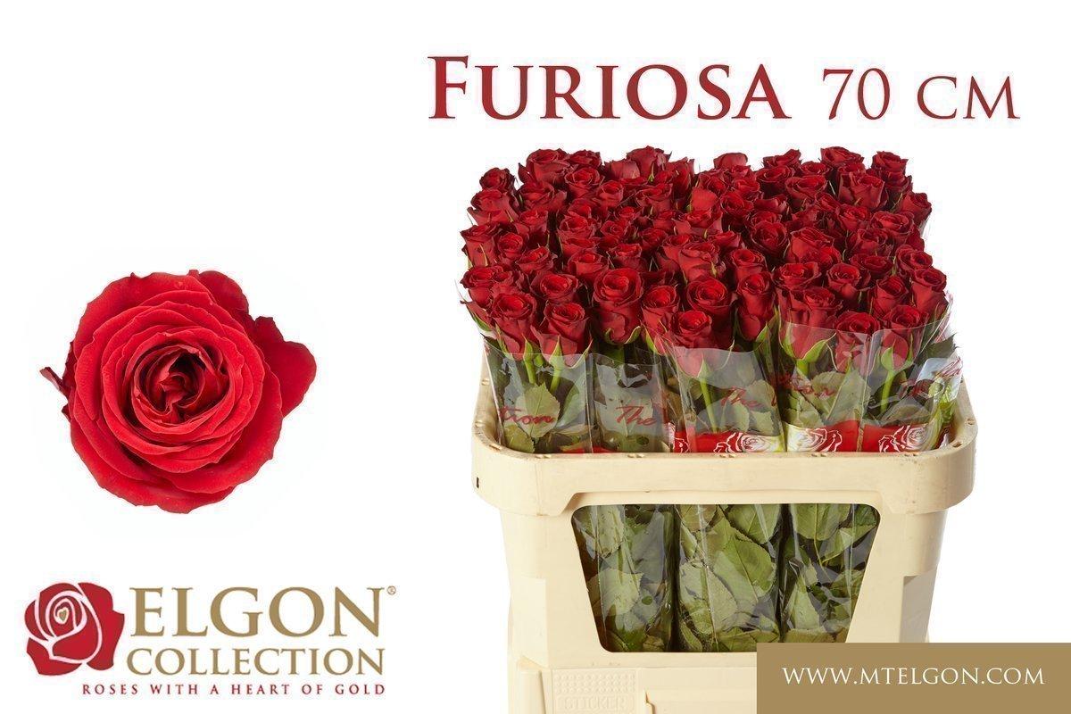 Срезанные цветы оптом Rosa large furiosa от 260шт из Голландии с доставкой по России