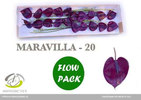 Срезанные цветы оптом Anthurium maravilla от 20шт из Голландии с доставкой по России