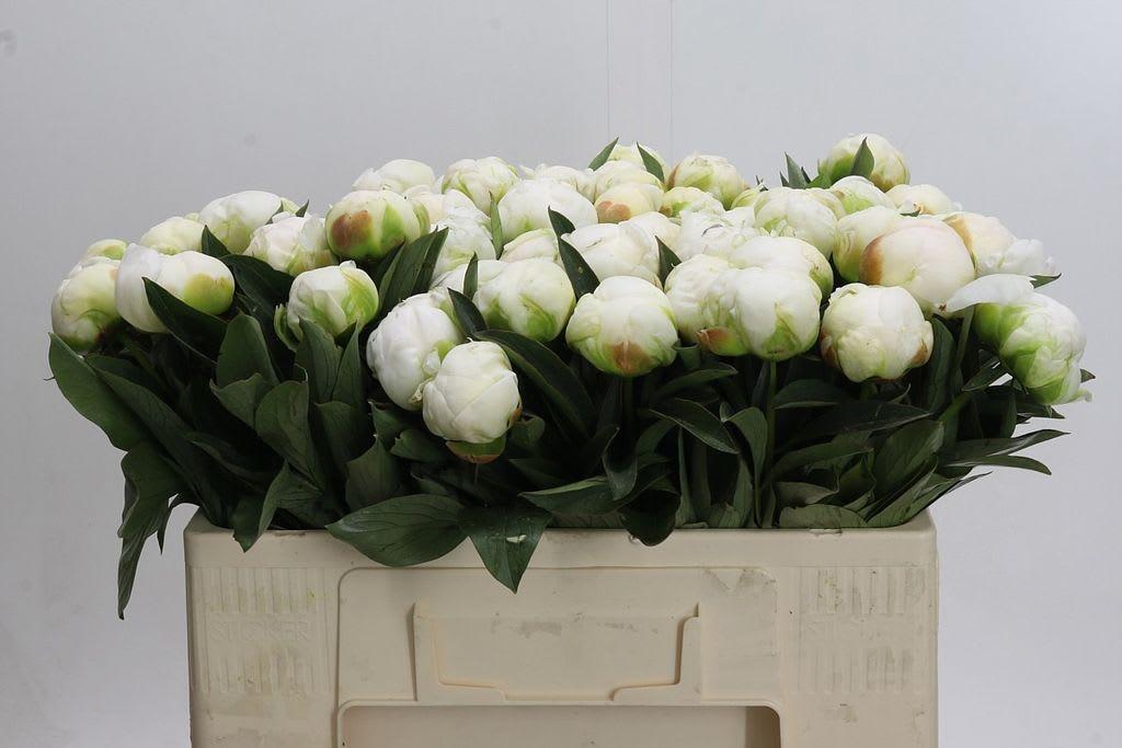 Срезанные цветы оптом Paeonia claude tain от 60шт. из Голландии с доставкой по России