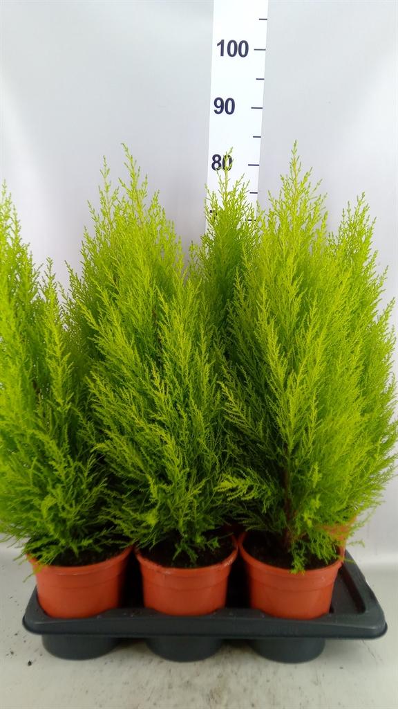 Горшечные цветы и растения оптом Cupressus Macro. goldcrest Wilma A от 6шт из Голландии с доставкой по России
