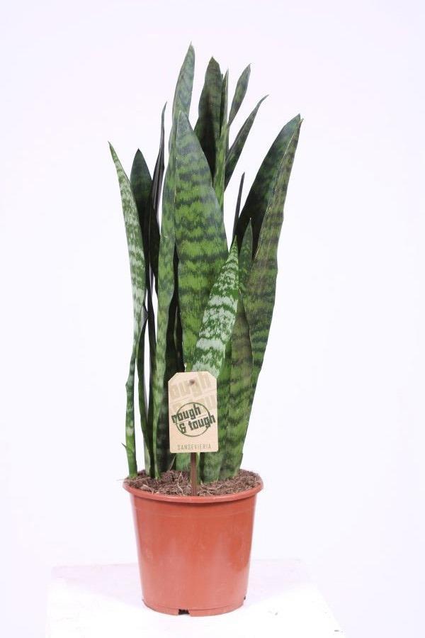 Горшечные цветы и растения оптом Sansevieria Black Coral от 6шт из Голландии с доставкой по России