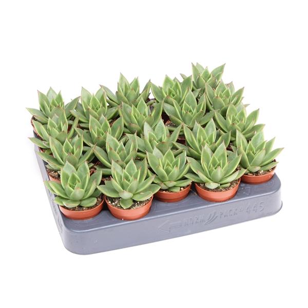 Горшечные цветы и растения оптом Echeveria Miranda от 20шт (для телеги) из Голландии с доставкой по России Горшечные цветы и растения оптом Echeveria Miranda от 20шт (для телеги) из Голландии с доставкой по России