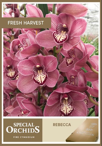 Срезанные цветы оптом Cymbidium pink mrs rebecca от 4шт из Голландии с доставкой по России