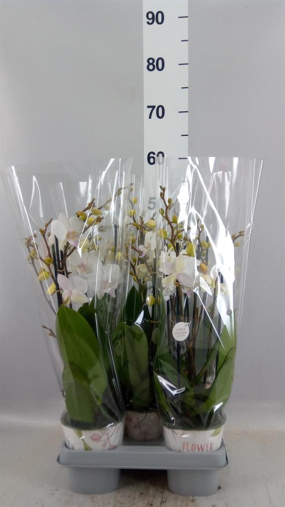 Горшечные цветы и растения оптом Phalaenopsis manta Similan от 5шт из Голландии с доставкой по России